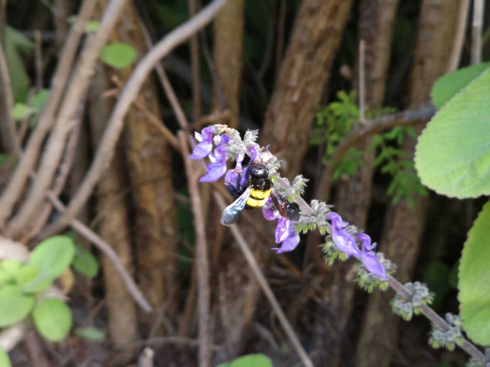 Foto: Biene auf einer Blume zu sehen (Fotocredit: Kopfstimme)